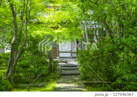 善法律寺　表門から見える青紅葉のトンネル 127046367