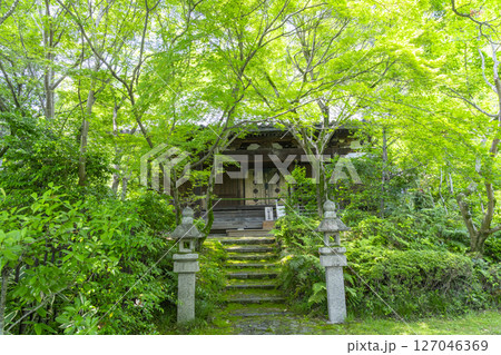 善法律寺 青紅葉に包まれた本堂 善法律寺 青紅葉に包まれた本堂 127046369