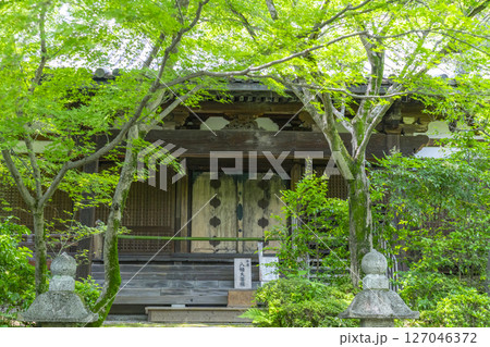 善法律寺　青紅葉に包まれた本堂 127046372