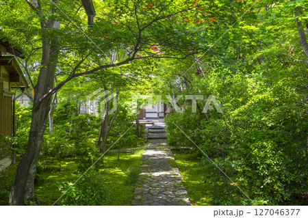 善法律寺　表門から見える青紅葉のトンネル 127046377
