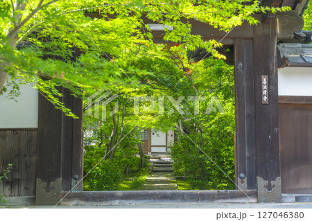 善法律寺　青紅葉に包まれた表門 127046380