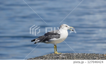 海を見つめるウミネコ／福岡市・ももち浜 127046424