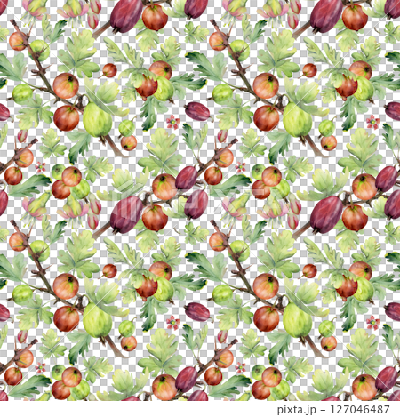 Gooseberry Currant garden berry with leaves flowers hanging on spiked thorny branches hand drawn in watercolor. Isolated seamless pattern tile. Craft drinks, grocery, background wallpaper, packaging 127046487