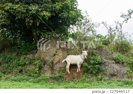 日本の鹿児島県の徳之島の美しい風景 127046517