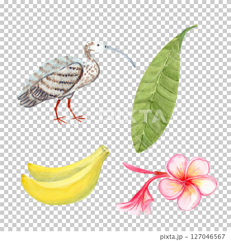 Pink plumeria flowers, bud, leaf, ibis bird, bananas watercolor set. Hand painted for spa branding, tropical packaging, summer wedding decor, textile design, greeting cards, botanical illustrations Pink plumeria flowers, bud, leaf, ibis bird, bananas watercolor set. Hand painted for spa branding, tropical packaging, summer wedding decor, textile design, greeting cards, botanical illustrations 127046567