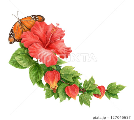 Hibiscus flower with abuchiron and Monarch butterfly summer arrangement. Hand drawn watercolor art with leaf. Vacation graphic element. Perfect for summer card template and holiday season design. Hibiscus flower with abuchiron and Monarch butterfly summer arrangement. Hand drawn watercolor art with leaf. Vacation graphic element. Perfect for summer card template and holiday season design. 127046657