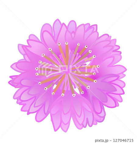 ピンクのヤグルマギクのイラスト 127046715