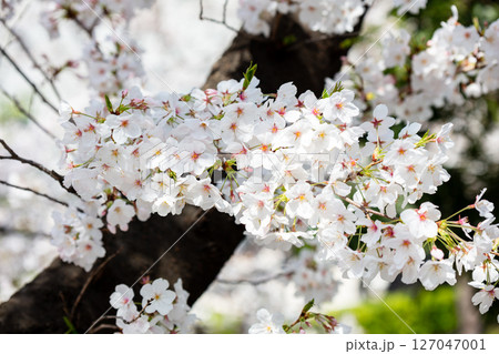 【ゲートシティ大崎】都会に咲く見頃の桜 127047001