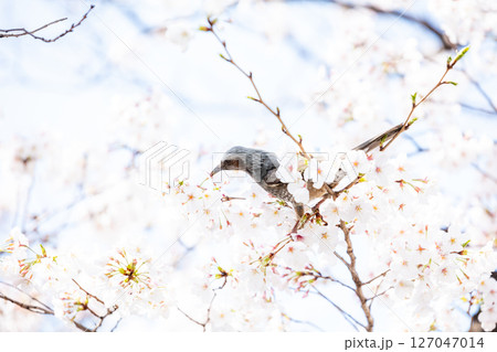 【ゲートシティ大崎】オフィス街に咲く桜の蜜を求めるヒヨドリ 127047014