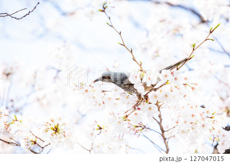 【ゲートシティ大崎】オフィス街に咲く桜の蜜を求めるヒヨドリ 127047015
