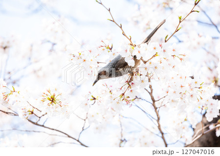 【ゲートシティ大崎】オフィス街に咲く桜の蜜を求めるヒヨドリ 【ゲートシティ大崎】オフィス街に咲く桜の蜜を求めるヒヨドリ 127047016