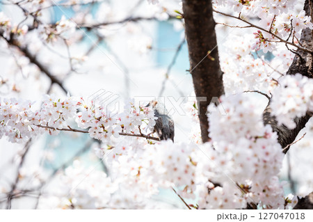 【ゲートシティ大崎】オフィス街に咲く桜の蜜を求めるヒヨドリ 【ゲートシティ大崎】オフィス街に咲く桜の蜜を求めるヒヨドリ 127047018