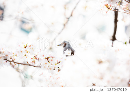 【ゲートシティ大崎】オフィス街に咲く桜の蜜を求めるヒヨドリ 【ゲートシティ大崎】オフィス街に咲く桜の蜜を求めるヒヨドリ 127047019