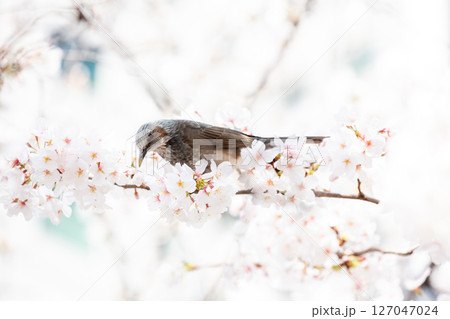 【ゲートシティ大崎】オフィス街に咲く桜の蜜を求めるヒヨドリ 【ゲートシティ大崎】オフィス街に咲く桜の蜜を求めるヒヨドリ 127047024