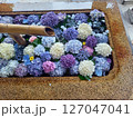 手水舎に浮かぶ紫陽花 127047041