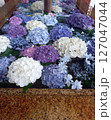 手水舎に浮かぶ紫陽花 127047044