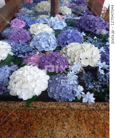手水舎に浮かぶ紫陽花 127047044