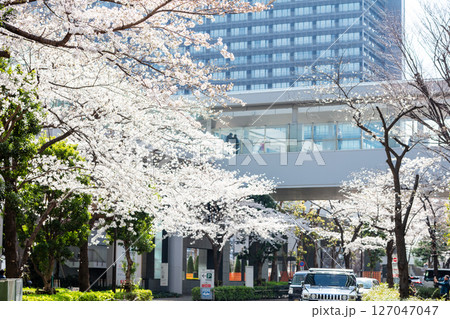 【ゲートシティ大崎】オフィス街に咲く見頃の桜 【ゲートシティ大崎】オフィス街に咲く見頃の桜 127047047