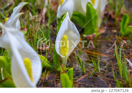 【乗鞍高原】湿原に咲く水芭蕉【松本市安曇】 127047126