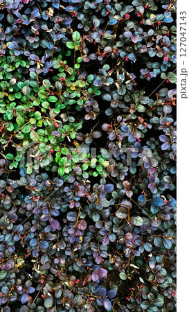 green plant growing from soil 127047143