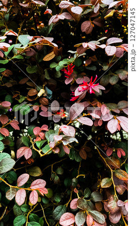 colorful leaves on the tree in the garden 127047145