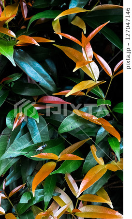 leaves of a tree 127047146
