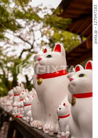 タイトル（日本語） 豪徳寺の招き猫たち タイトル（英語） Maneki Neko Statues a 127047183