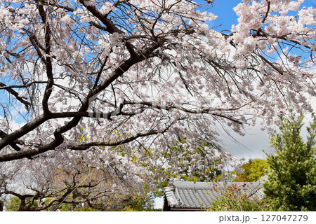 満開の離宮八幡宮のシダレ桜 127047279