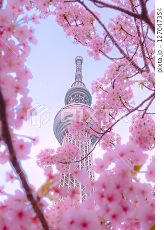 ■ タイトル(日本語) 桜に包まれる東京スカイツリーの春 ■ タイトル(英語) Tokyo Sky ■ タイトル(日本語) 桜に包まれる東京スカイツリーの春 ■ タイトル(英語) Tokyo Sky 127047354