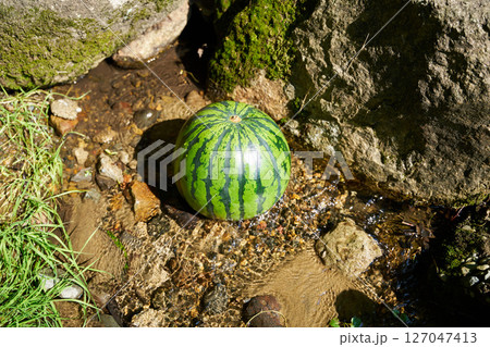 沢の水で冷やしたスイカ 127047413
