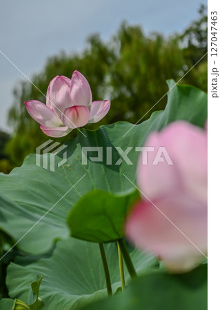 タイトル（日本語） 初夏に咲く優雅な蓮の花 タイトル（英語） Elegant Lotus Flowe 127047463