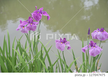 水辺に咲く花菖蒲 127047475