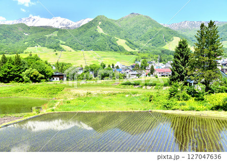 白馬つがいけマウンテンリゾート周辺を望む(長野県小谷村)【2025.6】 127047636