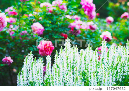 バラ園に咲くサルビア・ネモローサ・スノーヒル バラ園に咲くサルビア・ネモローサ・スノーヒル 127047682