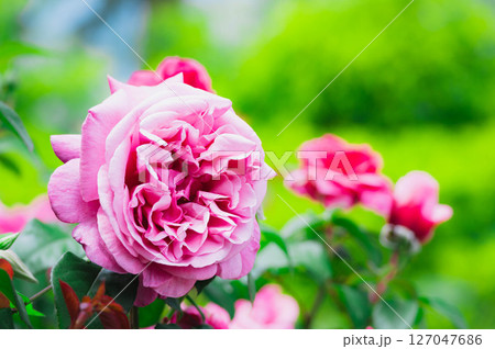 ピンク色の薔薇 127047686