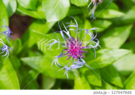 ヤグルマギク 127047688