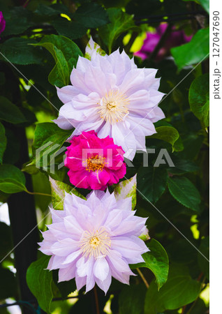 大輪の花　クレマチス 127047690