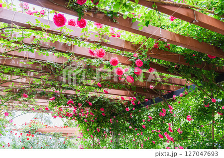 信州スカイパークのバラ園 127047693