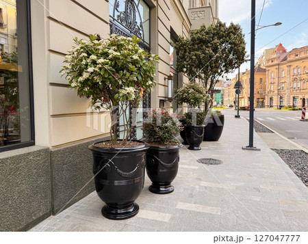 Ornamental trees in elegant black planters on urban sidewalk. Sophisticated street landscaping in city center. 127047777