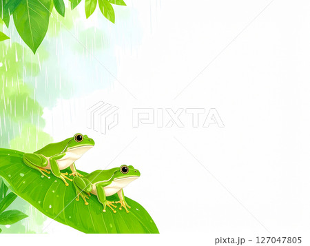 雨　梅雨　アマガエル　カエル 127047805