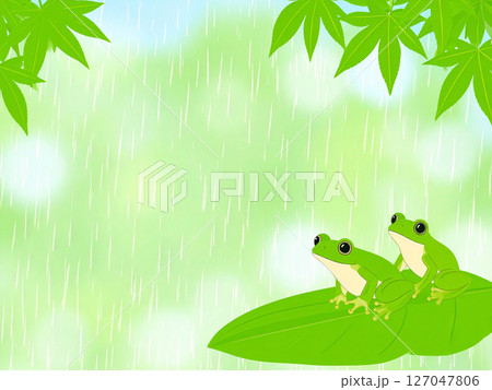 雨　梅雨　アマガエル　カエル 127047806