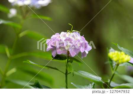 紫陽花 127047932