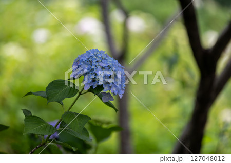 あじさい 127048012