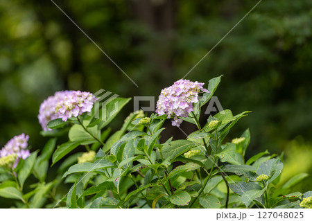 紫陽花 127048025