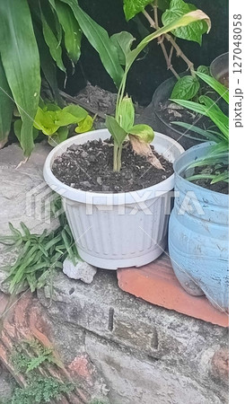 Young Green Plant Growing in White Plastic Pot on Garden Wall Young Green Plant Growing in White Plastic Pot on Garden Wall 127048058