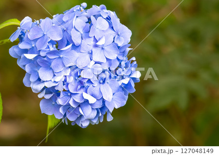 紫陽花 127048149