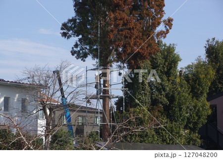 高く成長した杉の木を分割伐採する準備の様子 高く成長した杉の木を分割伐採する準備の様子 127048200