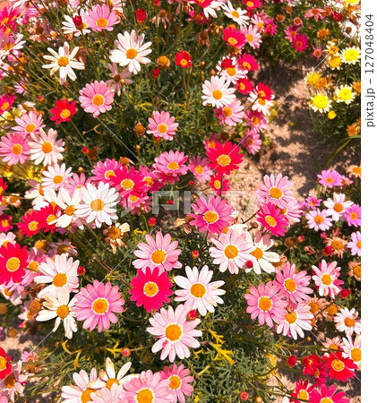 カラフルな花 カラフルな花 127048404