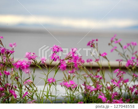 大阪湾を臨むナデシコ 127048558