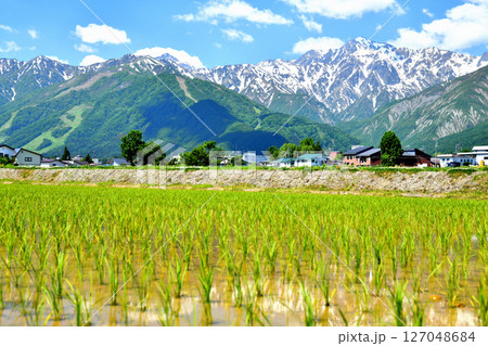 白馬村の風景/白馬五竜スキー場、Hakuba47、五竜岳方面を望む(長野県白馬村)【2025.6】 白馬村の風景/白馬五竜スキー場、Hakuba47、五竜岳方面を望む(長野県白馬村)【2025.6】 127048684